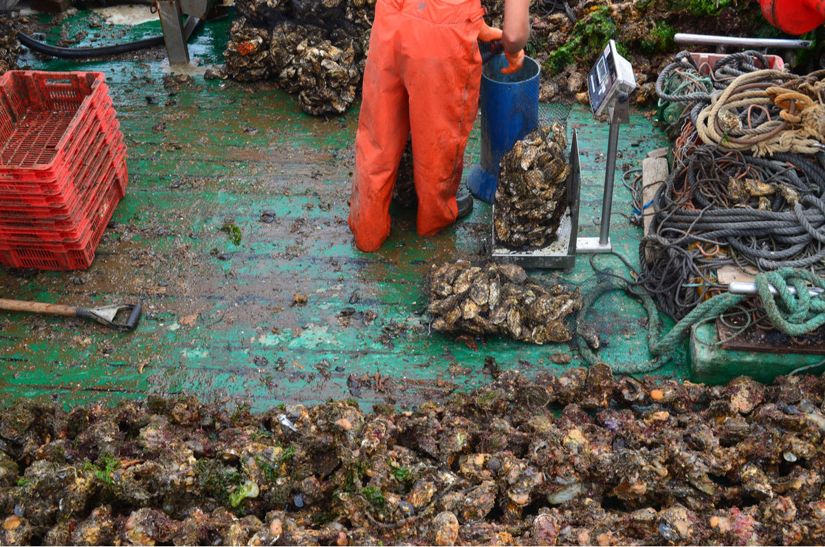 vibrio vulnificus expert attorney (1) image of oyster processing boat colorado injury lawyer