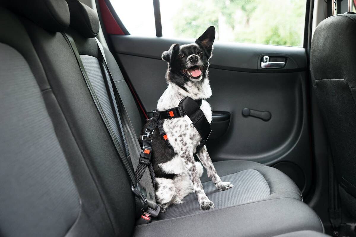 Dog in a seatbelt in a Colorado car
