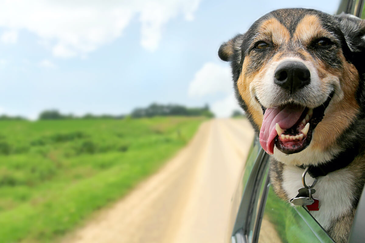 Happy dog in a car on a rural road in Colorado