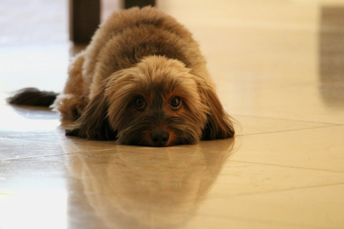Walking your dog after a car crash injury is difficult