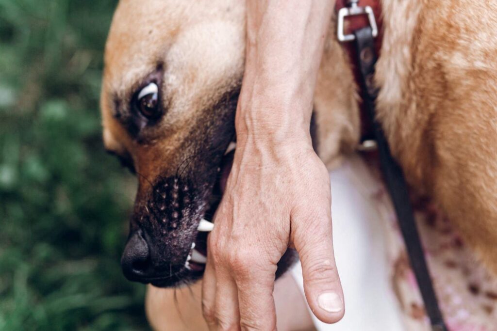 Dog Bite Claims